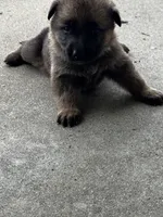 Tang (purple collar), a female German Shepherd Dog for sale in Columbus, IN – 4 of 9