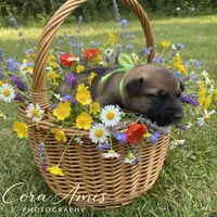 Tang, a female German Shepherd Dog for sale in Columbus, IN – Photo 1 of 10