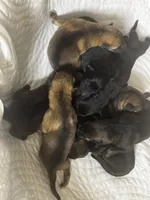 Tang, a female German Shepherd Dog for sale in Columbus, IN – Photo 2 of 10