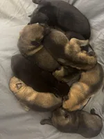 Tang, a female German Shepherd Dog for sale in Columbus, IN – Photo 5 of 10