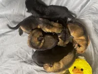 Tang, a female German Shepherd Dog for sale in Columbus, IN – Photo 9 of 10