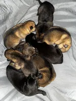 Tang, a female German Shepherd Dog for sale in Columbus, IN – Photo 6 of 10