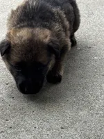 Tang (purple collar), a female German Shepherd Dog for sale in Columbus, IN – 5 of 9