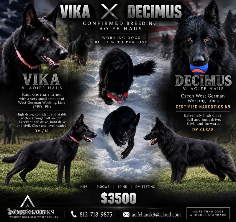 Vika X Decimus  – German Shepherd Dog puppy for sale in Columbus, IN