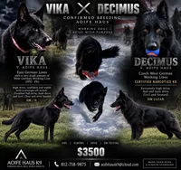 Vika X Decimus , a  German Shepherd Dog for sale in Columbus, IN – 1 of 5