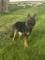 Aspen V. Aoife Haus , a female German Shepherd Dog for sale in Columbus, IN – Photo 3 of 9