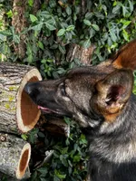 Aspen V. Aoife Haus , a female German Shepherd Dog for sale in Columbus, IN – Photo 6 of 9