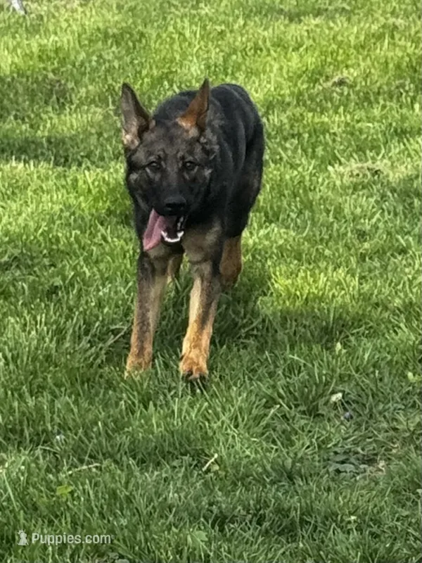 Aspen V. Aoife Haus  – German Shepherd Dog puppy for sale in Columbus, IN