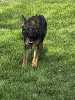 Aspen V. Aoife Haus , a female German Shepherd Dog for sale in Columbus, IN – Photo 1 of 9