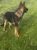Aspen V. Aoife Haus , a female German Shepherd Dog for sale in Columbus, IN – Photo 4 of 9