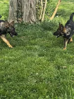 Aspen V. Aoife Haus , a female German Shepherd Dog for sale in Columbus, IN – Photo 5 of 9