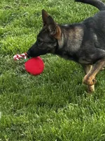 Aspen V. Aoife Haus , a female German Shepherd Dog for sale in Columbus, IN – Photo 2 of 9