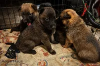 Top Gun, a female Belgian Malinois and Dutch Shepherd for sale in Columbus, IN – 5 of 9