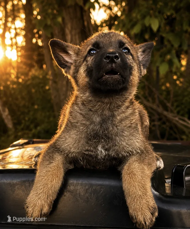 Finn  – German Shepherd Dog puppy for sale in Columbus, IN
