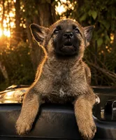 Finn , a male German Shepherd Dog for sale in Columbus, IN – 1 of 4