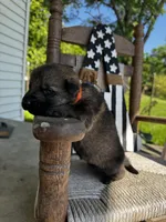 Bass (orange collar) , a male German Shepherd Dog for sale in Columbus, IN – 3 of 6