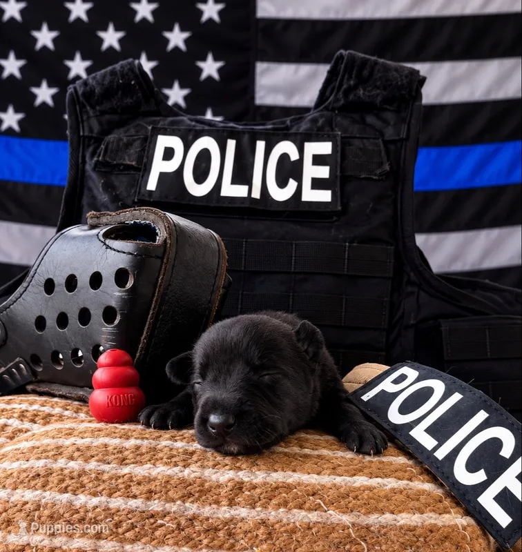Banshee  – Belgian Malinois puppy for sale in Columbus, IN