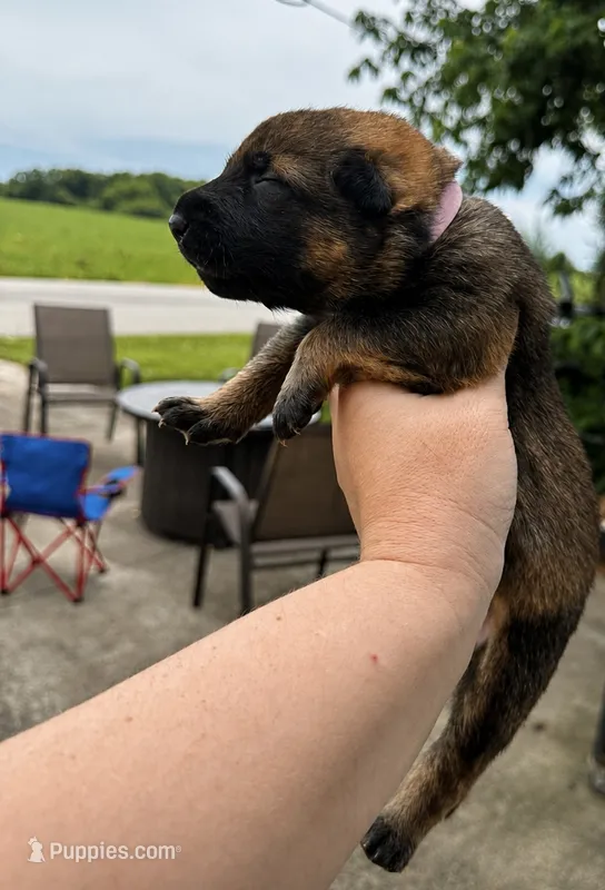 Charlie  – Belgian Malinois, Dutch Shepherd puppy for sale in Columbus, IN
