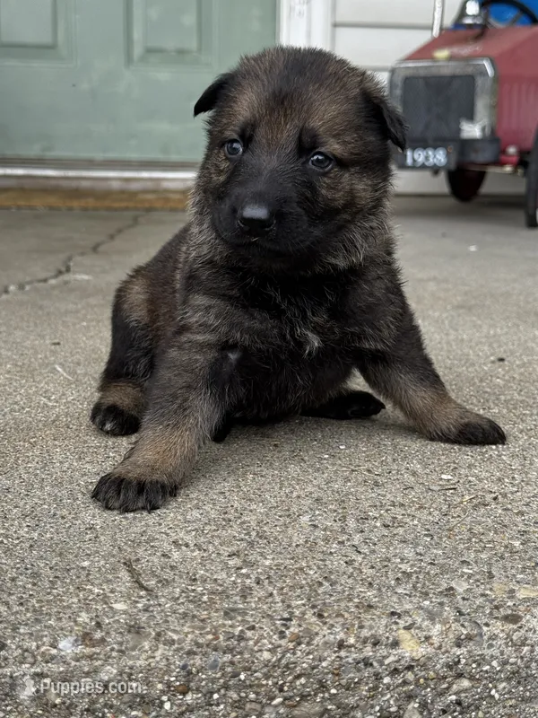 Tetra  – German Shepherd Dog puppy for sale in Columbus, IN