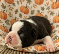 Buddy, a male Boston Terrier for sale in Columbus, IN – 3 of 9