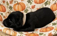 Hex , a female Belgian Malinois for sale in Columbus, IN – 2 of 9