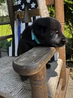 Minnow (teal collar), a female German Shepherd Dog for sale in Columbus, IN – 2 of 9