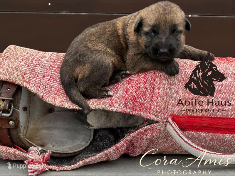 Finn  – German Shepherd Dog puppy for sale in Columbus, IN