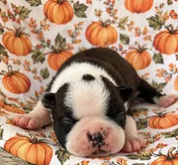 Sparks , a male Boston Terrier for sale in Columbus, IN – 4 of 10