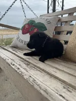 Webber, a male German Shepherd Dog for sale in Columbus, IN – Photo 3 of 4