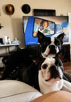 Buddy, a male Frenchton for sale in Columbus, IN – 7 of 7