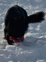 Deci X Shiphara , a  German Shepherd Dog for sale in Columbus, IN – 3 of 4