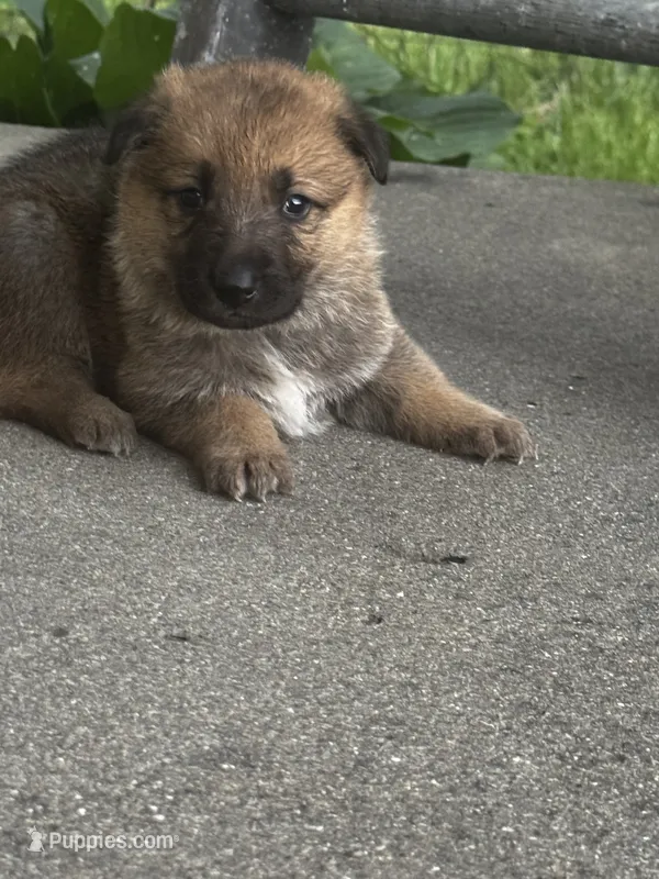 Guppy – German Shepherd Dog puppy for sale in Columbus, IN