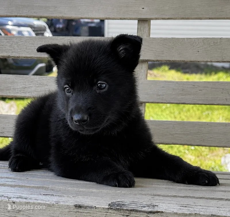Minnow (teal collar) – German Shepherd Dog puppy for sale in Columbus, IN