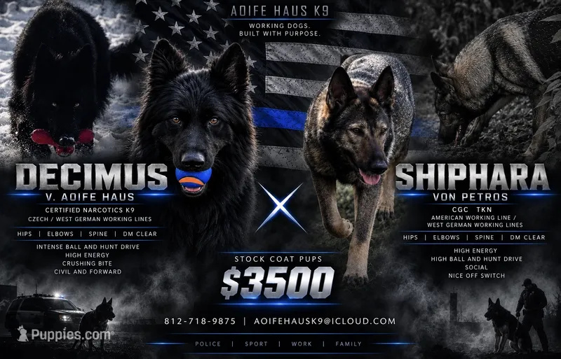 Deci X Shiphara  – German Shepherd Dog puppy for sale in Columbus, IN