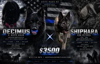 Deci X Shiphara , a  German Shepherd Dog for sale in Columbus, IN – 1 of 5