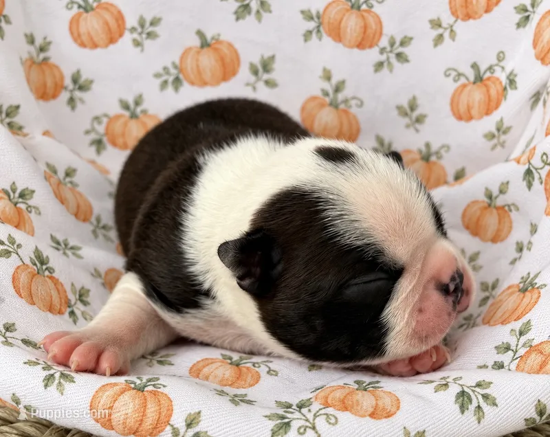 Sparks  – Boston Terrier puppy for sale in Columbus, IN