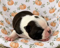 Sparks , a male Boston Terrier for sale in Columbus, IN – 1 of 10