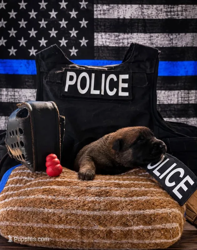 Jackyl – Belgian Malinois puppy for sale in Columbus, IN