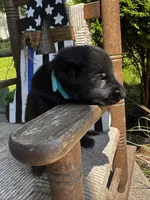 Minnow (teal collar), a female German Shepherd Dog for sale in Columbus, IN – 4 of 9