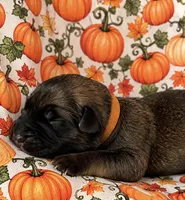 Jackyl, a male Belgian Malinois for sale in Columbus, IN – 2 of 9