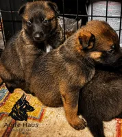 Top Gun, a female Belgian Malinois and Dutch Shepherd for sale in Columbus, IN – 8 of 9