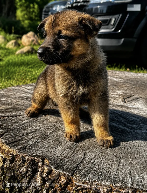 Tang (purple collar) – German Shepherd Dog puppy for sale in Columbus, IN
