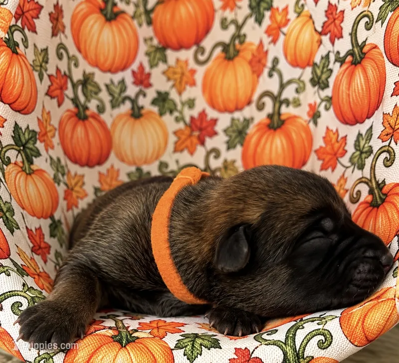 Jackyl – Belgian Malinois puppy for sale in Columbus, IN