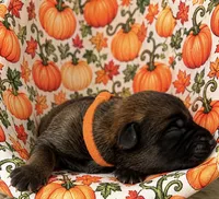 Jackyl, a male Belgian Malinois for sale in Columbus, IN – 1 of 9