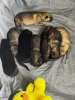 Koi, a female German Shepherd Dog for sale in Columbus, IN – Photo 2 of 6