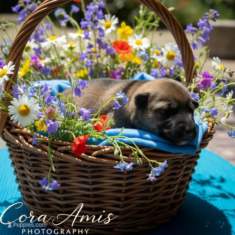 Koi – German Shepherd Dog puppy for sale in Columbus, IN