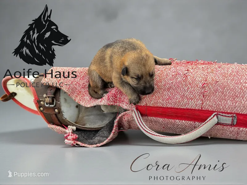 Koi – German Shepherd Dog puppy for sale in Columbus, IN
