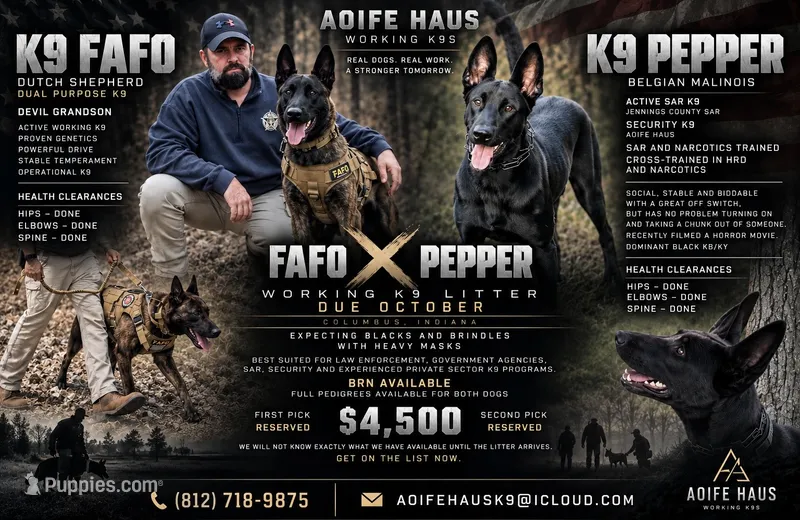 K9 FAFO X K9 Pepper  – Belgian Malinois, Dutch Shepherd puppy for sale in Columbus, IN