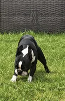 Jenni, a female Frenchton for sale in Columbus, IN – 9 of 10