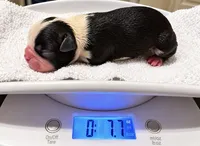 Sparks , a male Frenchton for sale in Columbus, IN – 2 of 9